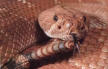 red diamond rattlesnake